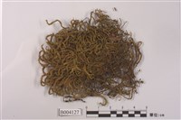 藏品(牛舌苔)的圖片